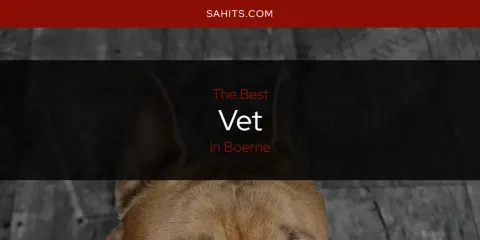Best Vet in Boerne: Our Expert Picks